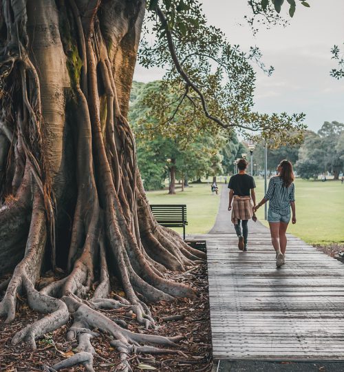 tree, park, nature-5102896.jpg